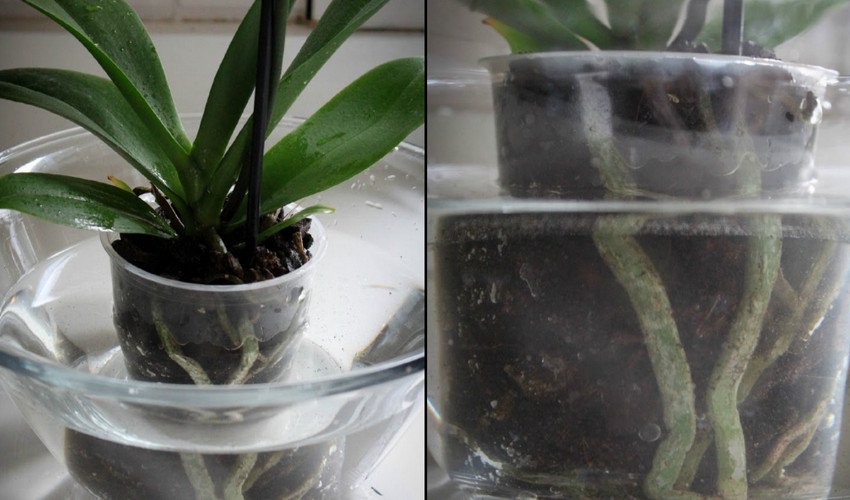 Полив орхідеї Полив орхідеї