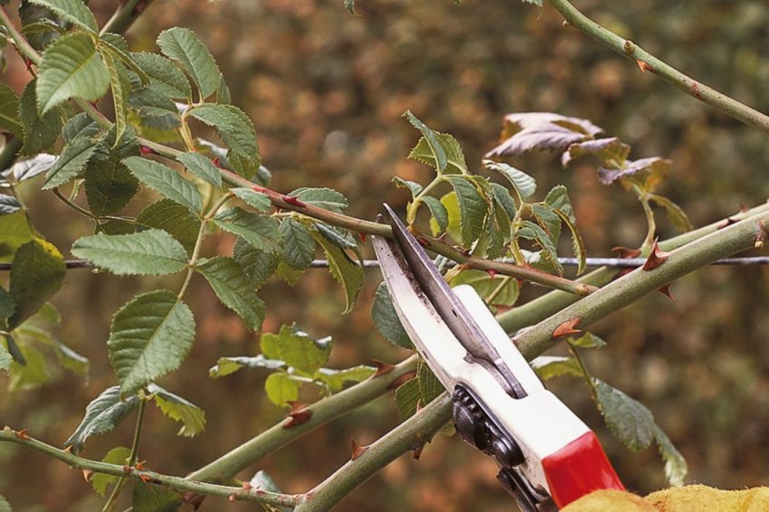 Обрізка троянд навесні Обрізка троянд навесні