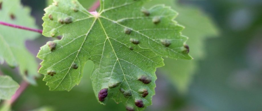 Болезни Винограда На Листьях Фото