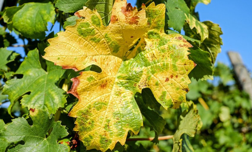 Хлороз винограду