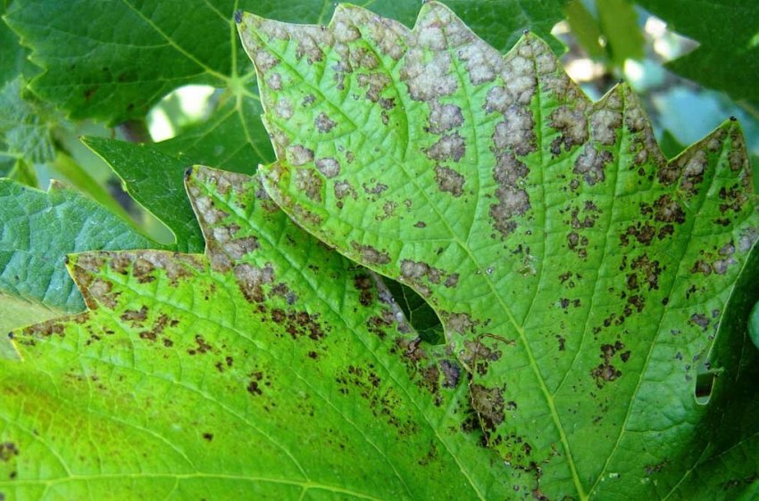 Альтернаріоз винограду