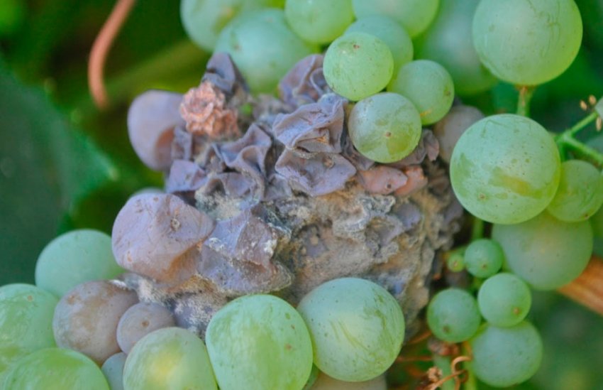 Сіра гниль винограда
