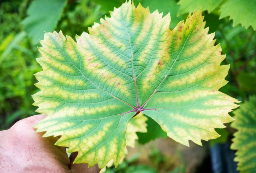 Хлороз винограду