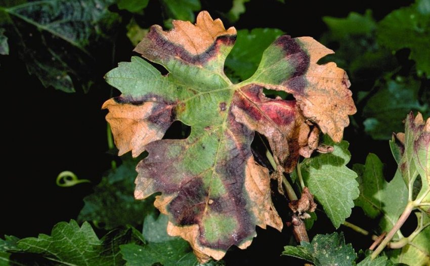Некроз жилок винограда