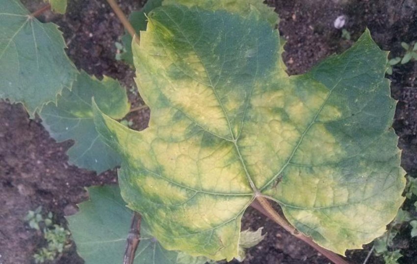 Мармуровість листя винограда