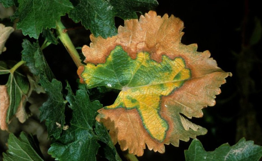 Хвороба Пірса