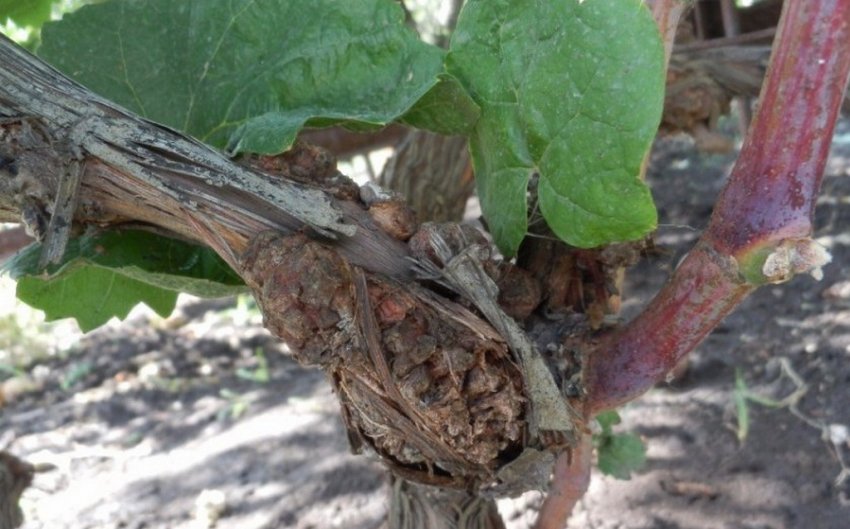 Бактеріальний рак винограду