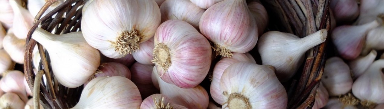 В Європі часник пошкоджений через погодні умови