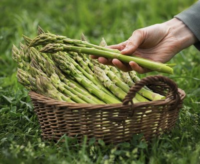 Сезон спаржі в Шлезвіґ-Гольштейн пройшов добре, незважаючи на карантин