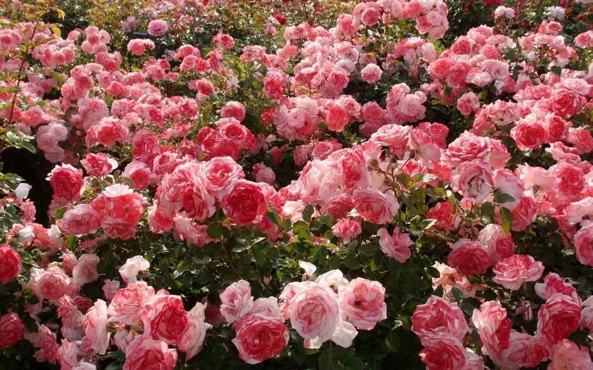 Плантації троянд Плантації троянд