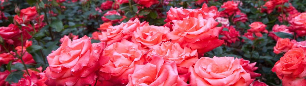 Очікувана ставка допомоги за 1 акр плантацій троянд в Болгарії складає від 40,8 до 46 євро