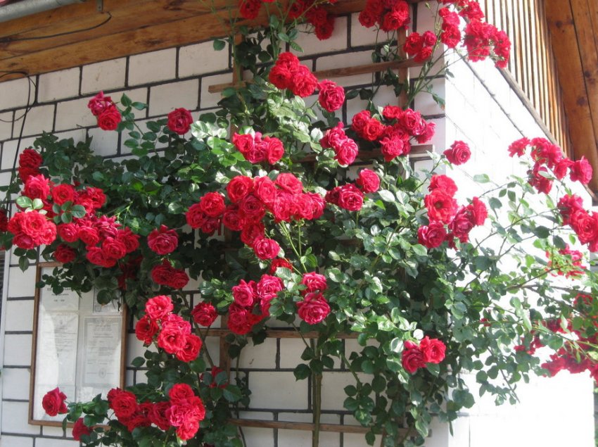 В'юнка троянда Симпатія В'юнка троянда Симпатія