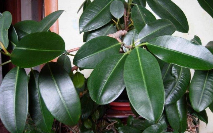 Фікус каучуковий