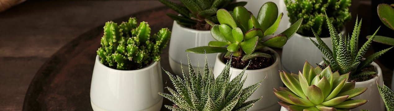 Вибір ідеальних горщиків і контейнерів для рослин