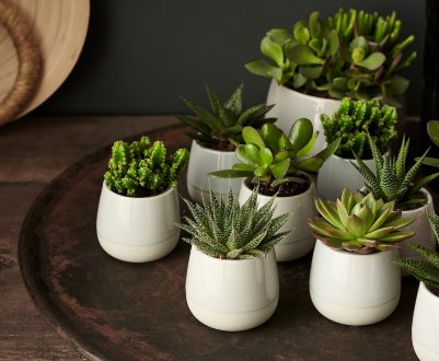 Вибір ідеальних горщиків і контейнерів для рослин