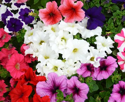 Посадка петунії для тривалого і пишного цвітіння все літо