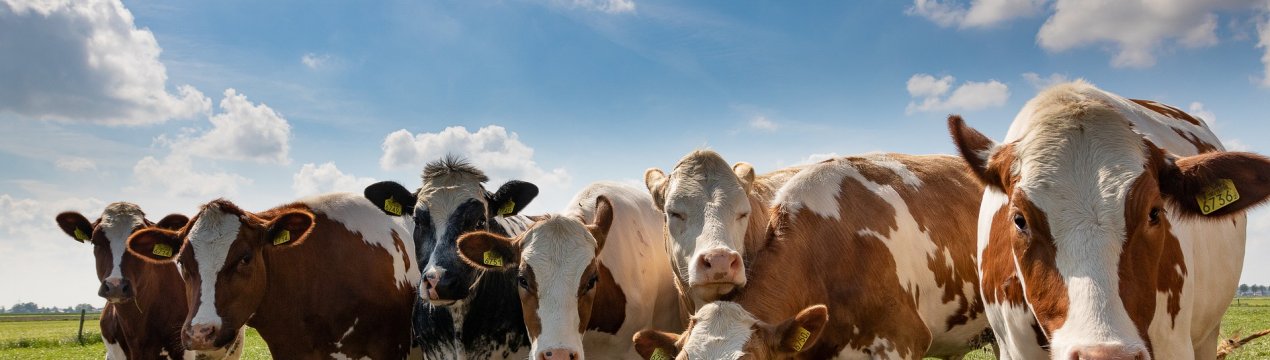 Правителяство Індії виплачує 75% від вартості тварини у разі її смерті