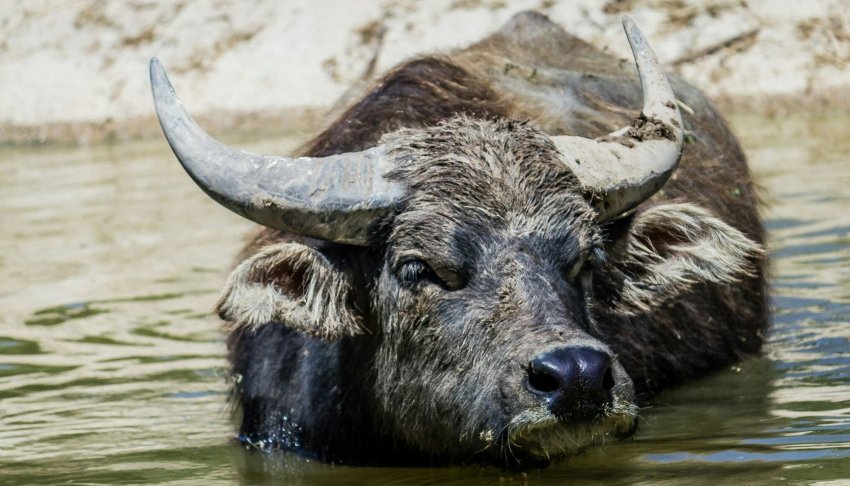 Азіатський буйвол