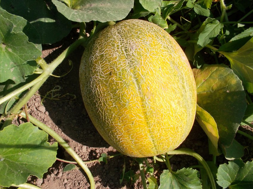Вирощування кавунів
