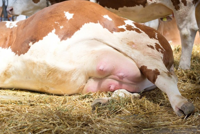 Отёчность органов у коровы