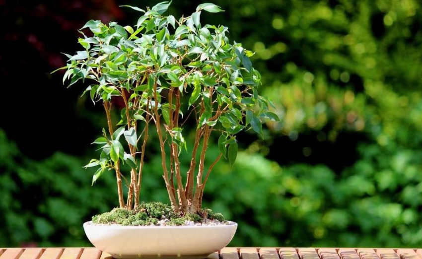 Фікус бенджаміна