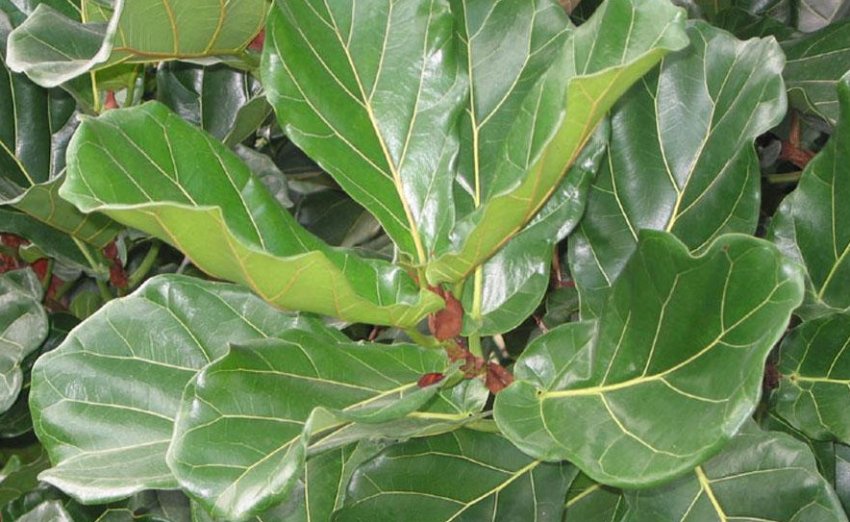 Фікус ліровидний