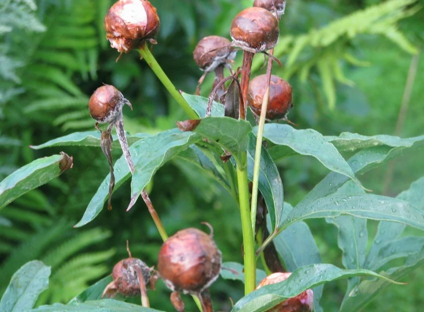 Гниль на деревоподібній півонії Гниль на деревоподібній півонії