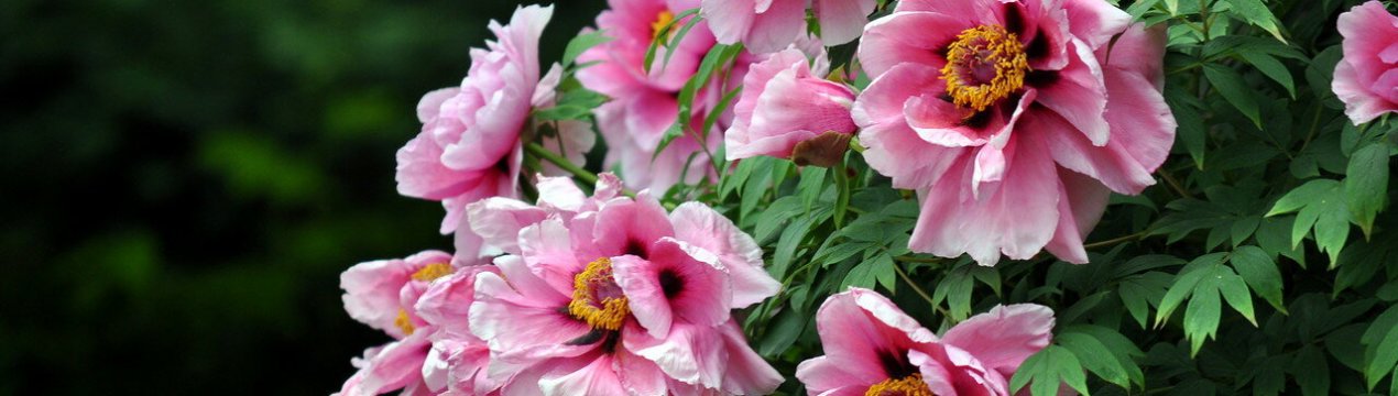 Чому не цвіте деревоподібний півонія?