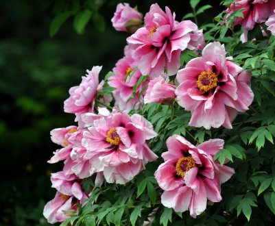 Чому не цвіте деревоподібний півонія?