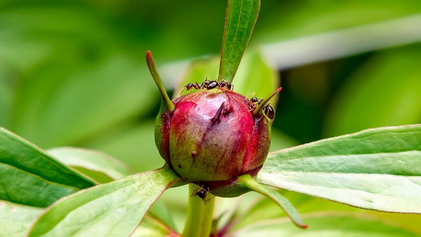 Мурахи на півонії Мурахи на півонії