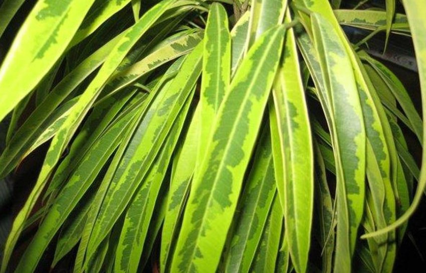 Фікус биннедийка алі