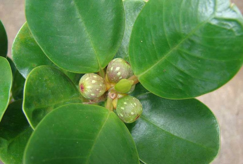 Фікус дельтовидный