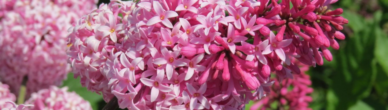 7 рідкісних сортів сирені незвичайних відтінків