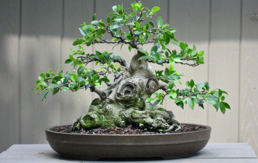 Фікус микрокарпа