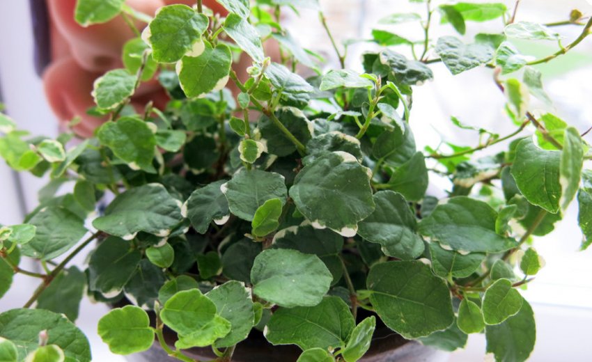 Фікус карликовий