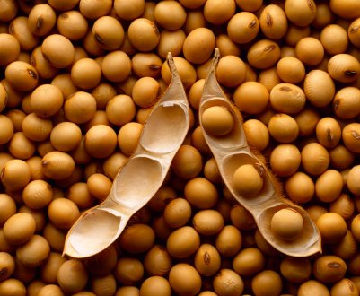 США і Бразилія виступають проти заборони Таїланду на імпорт пшениці та сої