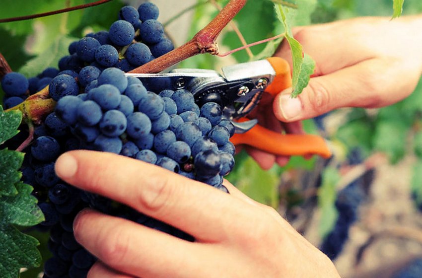 Догляд за виноградом Догляд за виноградом
