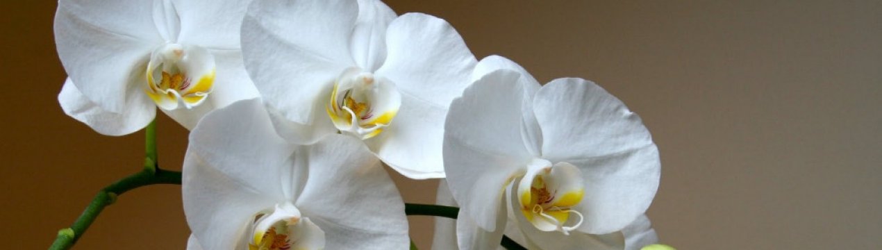 Посадка і догляд за орхідеєю в домашніх умовах