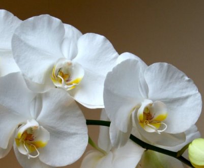 Посадка і догляд за орхідеєю в домашніх умовах