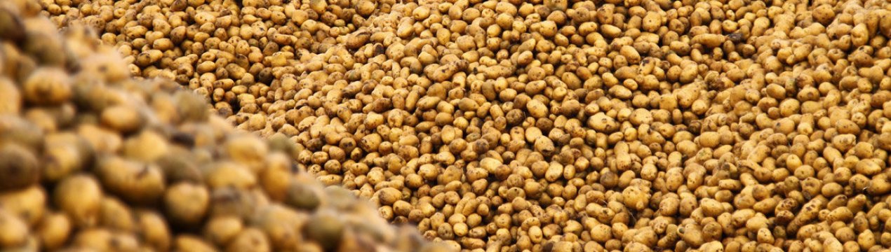 Запас картоплі в Альберті на 37% вищий за середній