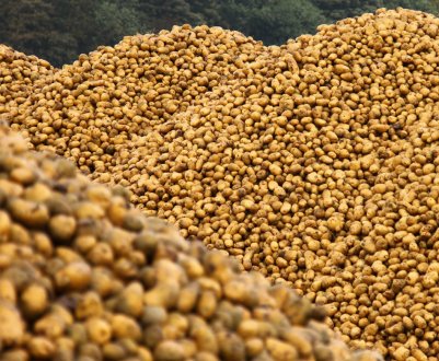 Запас картоплі в Альберті на 37% вищий за середній