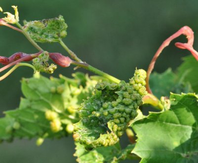 Опис і особливості боротьби з філоксерою