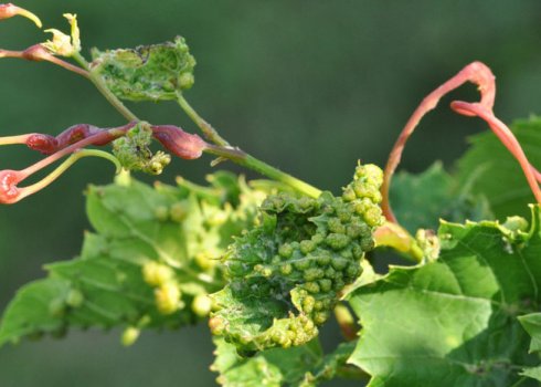 Опис і особливості боротьби з філоксерою