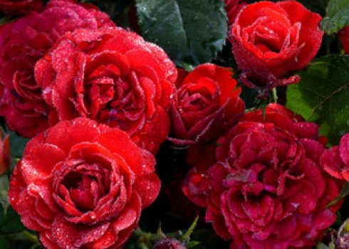 Як правильно пересаджувати троянди на інше місце