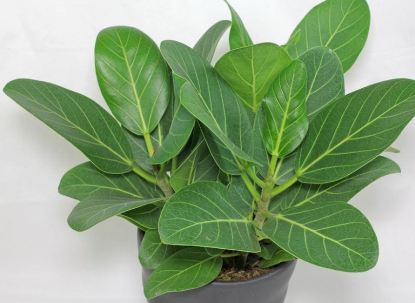 Фікус бенгальський