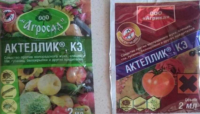 клещ на винограде чем обработать. Смотреть фото клещ на винограде чем обработать. Смотреть картинку клещ на винограде чем обработать. Картинка про клещ на винограде чем обработать. Фото клещ на винограде чем обработать