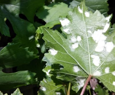 Боротьба з виноградним кліщем в домашніх умовах