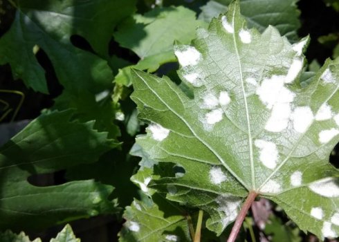 Боротьба з виноградним кліщем в домашніх умовах