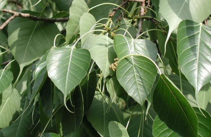 Фікус релігійний