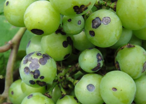 Причини появи та лікування чорної плямистості на винограді